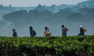 تغير المناخ يهدد إنتاج الشاي