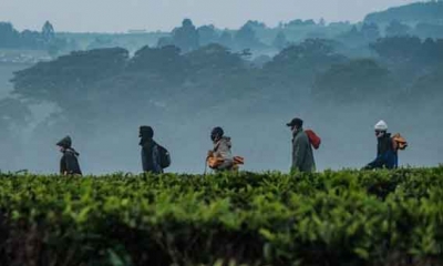 تغير المناخ يهدد إنتاج الشاي