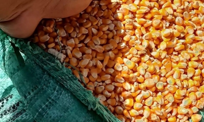 مصر تشتري 60 ألف طن من الذرة الصفراء الأوكرانية