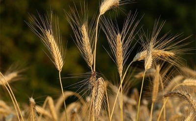 اشترت خلالها تونس 142 ألف طن من القمح: أسعار الحبوب العالمية تشهد ارتفاعا منذ منتصف شهر مارس