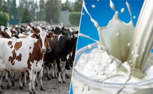 اتحاد الفلاحين:  منظومة الحليب تعيش أسوأ أزماتها...وقرار التوريد لن ينقذ القطاع
