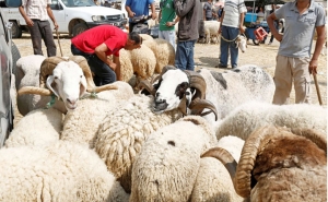 منظمة الدّفاع عن المستهلك تؤكّد توّفر العرض مقابل الطلب على أضاحي العيد