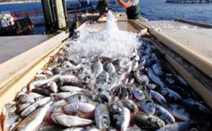 الإنتاج الوطني للصيد البحري وتربية الأحياء المائية لـ2017:  زيادة بنسبة 3 % في الإنتاج و23 % في القيمة...والميزان التجاري يسجل فائضا بـ250 مليون دينار 