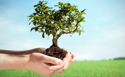 بين وزارتي الفلاحة والتربية : نحو إعداد برنامج لغراسة الأشجار في المؤسسات التربوية