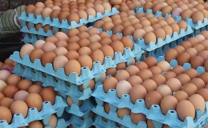 رغم تطمينات وزارة التجارة:  غلاء تكاليف الإنتاج يرفع أسعار البيض في الأسواق ...