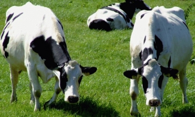 توصيات وزارة الفلاحة للتوقي من مرض التسمم المعوي لدى الأبقار والماشية