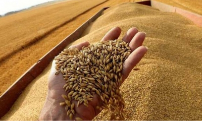 خسائر بالمليارات وتراجع بنسبة تتراوح بين 33% و77%: منظومتا الحبوب زيت الزيتون بين كماشة المديونية والتغيرات المناخية