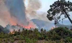 جندوبة : اخماد حريق غابة ملّولة بطبرقة