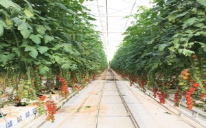 رغم تراجع المياه الجوفية بالجنوب وتحذير من ارتفاع نسبة التملح:  شركة هولندية تونسية تنجح في إنتاج طماطم بجودة عالية
