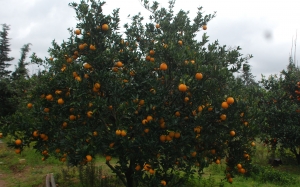في نابل : تواصل تصدير البرتقال «الصيفي» وزيادة ب2000 طن في إنتاج الفراولة ليبلغ 17 ألف طن مع نهاية الموسم