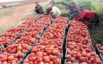 الرقاب : فلاحو الطماطم في اضراب