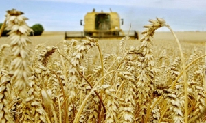 وزارة الفلاحة: تراجع إنتاج الحبوب بنسبة 60% مقارنة بالموسم الماضي