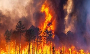 13 قتيلا على الأقل جراء أكثر من 200 حريق غابات في تشيلي