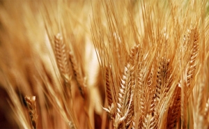 1200 مليون دينار دعم الحبوب في ميزانية 2018:  واردات الحبوب تمثل 72 % من جملة الواردات الغذائية وطرح مناقصتين في ظرف شهرين