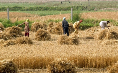 إلى جانب تقلص عدد العاملين الموسميين والدائمين:  عدد السكان الناشطين في القطاع الفلاحي يتقلص من سنة إلى أخرى