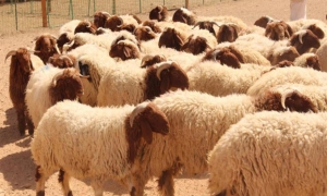 اليوم: انطلاق بيع الأضاحي بالميزان