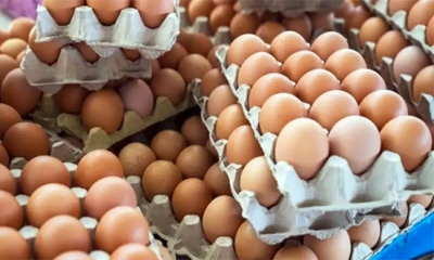 انخفاض أسعار البيض مقارنة بالعام الفارط