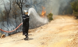 نابل: تطويق حريق غابة البندق و تواصل عمليات اطفاء