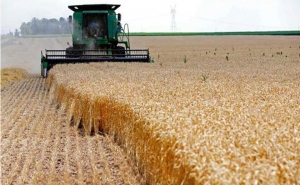 مقابل توقعات بإرتفاع صابة الحبوب إلى 19 مليون قنطار:  نقص في توفر الأسمدة يجهض التوقعات بخسارة نحو 30 % من الصابة