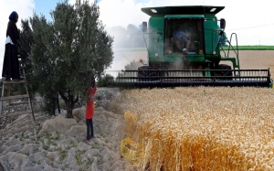 خلال الشهرين الأولين من العام الجاري: 139مليون طن زيادة في واردات القمح وتراجع بـ30% في صادرات زيت الزيتون