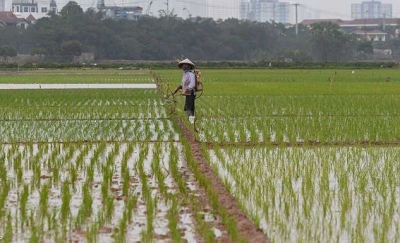 فيتنام: خطة لخفض صادرات الأرز 44% بحلول 2030