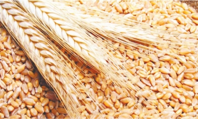 بعد ان اثر ارتفاع أسعارها عالميا سلبا في الميزان الغذائي : تراجع ملحوظ في قيمة واردات الحبوب والسكر والميزان التجاري الغذائي يحقق فائضا