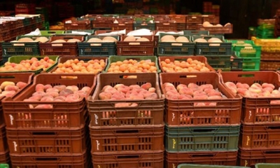 صادرات الغلال التونسية تحقق ارتفاعا بـ 41 % والدلاع يتصدر القائمة