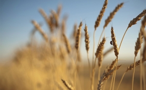 أسعار الحبوب في البورصات العالمية: تراجع في أسعار القمح اللين والشعير وتطور طفيف في أسعار القمح الصلب