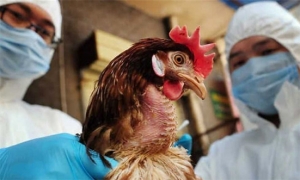 خبراء يدقون ناقوس الخطر بشأن فيروس إنفلونزا الطيور