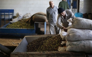 تأثرا بتراجع انتاج موسم 2018/ 2019:  انخفاض كبير في صادرات زيت الزيتون و77 % منها وجهت إلى السوق الأوروبية 