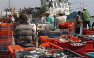 تبعا للتدابير الوقائية المتخذة للحد من تفشي فيروس كورونا:  إنتاج الصيد البحري وتربية الأسماك يتراجع بأكثر من 50 %...