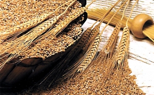 بعد إطلاقه تجاريا سنة 2007:  القمح الصلب المستنبط محليا «معالي « يسيطر حاليا على أكثر من 40 % من زراعات القمح الصلب في تونس