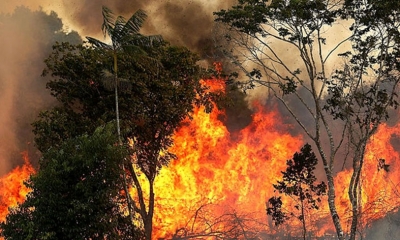 باجة: حريق بفزة ياتي على مساحات من النباتات الغابية