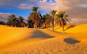 افتتاح ملتقى أدب الواحة والصحراء:  «توسرتا» تناديك لاكتشاف خبايا «فينيكس» فهلّا لبّيت النداء؟