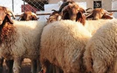 يوم 17 جوان: انطلاق بيع أضاحي العيد بشركة اللحوم بأسعار لن تتجاوز 1000 دينار