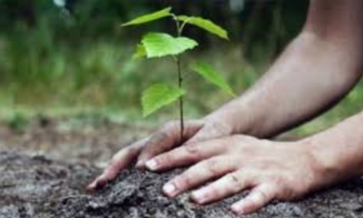 بمناسبة عيد الشجرة يوم 9 نوفمبر: برامج احتفالية متنوعة وغراسة آلاف الأشجار في مختلف الجهات