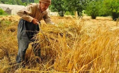 في دراسة حول هدر الحبوب على مستوى مختلف حلقات الإنتاج:  كميات كبيرة تهدر وأكبر نسبة خسائر تحدث على مستوى الفلاحين