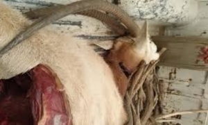 توزر: التحقيق في اصطياد غزال أبو حراب وذبحه