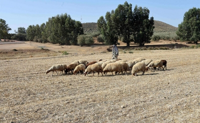 استعدادا لعيد الأضحى:  توفير حوالي 1٫5 مليون أضحية موزعة على 85 نقطة بيع بالميزان ..وزيادة ضعيفة مرتقبة في الأسعار