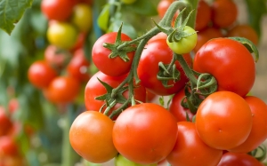 ارتفاع أسعار المنتوجات الفلاحية لجل الأصناف:  تضاعف أسعار الطماطم بأكثر من 400 % ونقص في التزود بــ 44 %