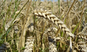 الأمن الغذائي و إدارة واردات القمح في البلدان العربية: تونس الأعلى تكلفة عند التخزين والأكثر عرضة لصدمات أسعار الغذاء الدائمة