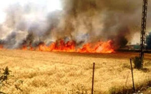 أتت على 514 هكتار من الحبوب:  أكثر من 400 حريق في ستة أيام ...