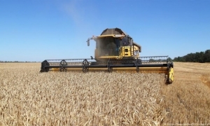 تراجع أسعار القمح مع تجديد اتفاق تصدير الحبوب الأوكرانية