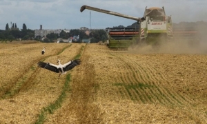 نتاج أوكرانيا من الحبوب سينخفض  إلى 35-40 مليون طن
