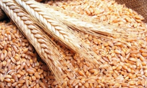 الأردن يطرح مناقصة جديدة لشراء 120 ألف طن من القمح