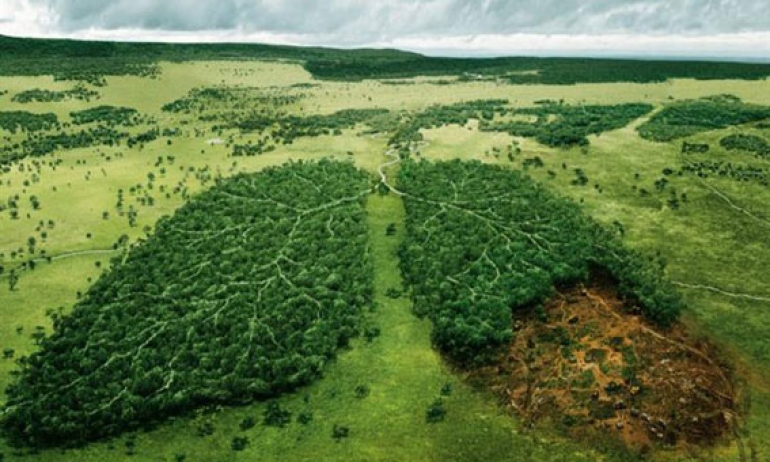 بهدف تعافي رئة الأرض.. زراعة 10 آلاف شجرة بالأمازون
