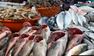 بن عروس  حجز 5طن و392 كلغ من سمك السلمون و 5 طن و100 كلغ من غلال البحر
