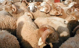 النقابة الجهوية للفلاحين بصفاقس تتقدم بجملة من المقترحات والتوصيات استعدادا لعيد الأضحى