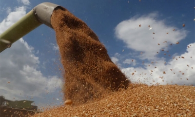 مصر: اعلان مناقصة ممولة من البنك الدولي لشراء القمح
