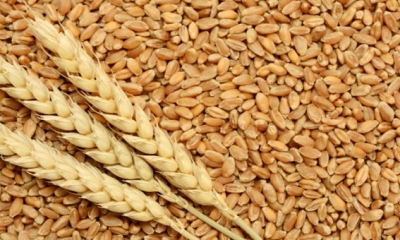 وزارة الفلاحة تصدر توصيات لجمع صابة الحبوب